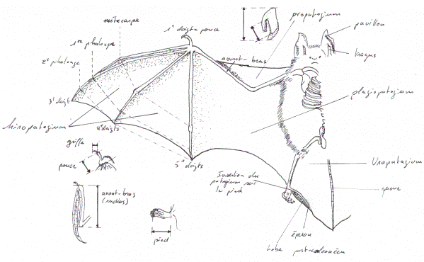 Anatomie des chauves-souris